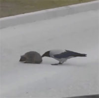 Khoảnh khắc quạ 