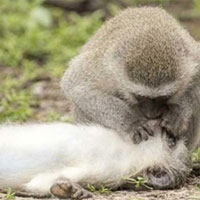 Khỉ sơ cứu, hô hấp nhân tạo để cứu đồng loại bị tai nạn và sự thật bất ngờ