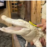 Bé cá sấu trắng muốt cười khoái chí khi được gãi đúng chỗ ngứa, vừa quý vừa hiếm vì điểm đặc biệt trên cơ thể