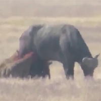 Bị đàn linh cẩu tấn công, trâu rừng có phản ứng đáng kinh ngạc