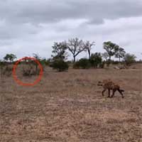 Báo hoa mai con nhanh trí trèo vội lên cây trốn linh cẩu