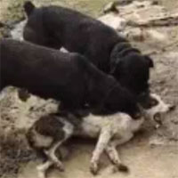 Chó Desi bị 2 con chó Rottweiler tấn công dữ dội và lôi xềnh xệch: Kết cục sẽ ra sao?