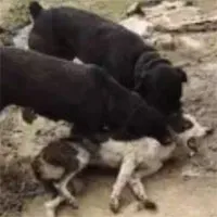 Chó Desi bị 2 con chó Rottweiler tấn công dữ dội và lôi xềnh xệch: Kết cục sẽ ra sao?