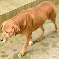Chó bị triệt sản, suốt 3 tháng ngày nào cũng đến phòng khám thú y "bắt đền"