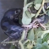 Sự xuất hiện của vua chuột khiến người dân châu Âu lo sợ đại họa sắp xảy ra