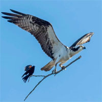 Khoảnh khắc khó tin: Chim đen cánh đỏ 