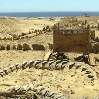 Video: Phát hiện bộ hàm khổng lồ của quái vật Megalodon