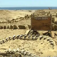 Video: Phát hiện bộ hàm khổng lồ của quái vật Megalodon