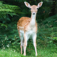 Hàng loạt hươu đuôi trắng nhiễm virus SARS-CoV-2 ở Mỹ