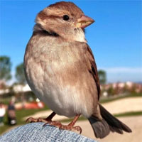 Xôn xao chú chim sẻ quyến luyến không rời chủ, có tài khoản mạng xã hội hàng nghìn người theo dõi