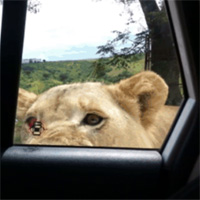 Sư tử dùng răng mở tung cửa ô tô khiến du khách thất kinh