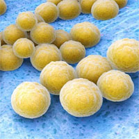 Hàng chục loại kháng sinh tự nhiên mới được tìm thấy trong cơ thể con người