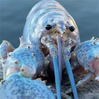 Tìm thấy tôm hùm 