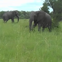 Cả gan đạp vào đầu trâu rừng, voi nhận cú húc 