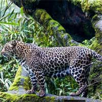 Indonesia phát hiện hàng chục cá thể báo Java có nguy cơ tuyệt chủng