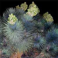 Cây cọ kỳ lạ nở hoa trong hoang mạc