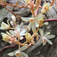 Phát hiện loài lan không lá quý hiếm ở Quảng Trị