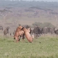 Mải mê chống đỡ báo đốm, linh dương đầu bò bất ngờ khi xuất hiện 