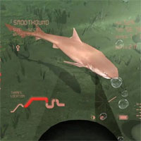 Cá mập hồi sinh ở sông Thames sau 64 năm dòng sông bị coi 