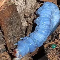 Phát hiện "sâu xanh biếc" giống nhân vật trong phim "Alice Ở Xứ Sở Thần Tiên"