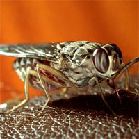 Cảnh báo bùng phát dịch bệnh có thể khiến 70 triệu người tử vong ở châu Phi