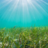 Không phải Amazon, Trái đất còn có một lá phổi lớn hơn trong lòng đại dương nhưng ít người biết đến