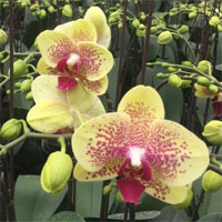 Nhà khoa học dùng công nghệ