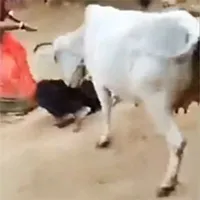 "Quả táo nhãn lồng": Người đàn ông đang ngược đãi chó thì bị bò xông đến tấn công