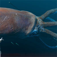 4km cáp của Na Uy biến mất không dấu vết, thủ phạm có phải là mực khổng lồ?