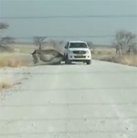 Tê giác nổi điên, húc thẳng vào xe ô tô khiến du khách khiếp sợ