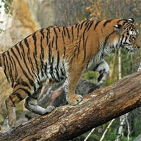 Phải làm gì để tự cứu mạng mình khi gặp hổ?