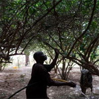 Bức tường xanh giúp châu Phi đối phó sa mạc hóa