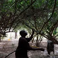 Bức tường xanh giúp châu Phi đối phó sa mạc hóa