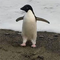 Chú chim cánh cụt đi lạc 3.000km từ Nam Cực tới New Zealand