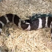 Rắn vua quẫn trí tự 