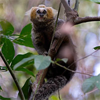 Chàng trai bắt được 