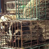 Phát hiện 18 loại virus ở động vật hoang dã gây nguy cơ cho người