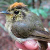 Biến đổi khí hậu khiến các loài chim nhỏ đi