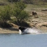 Trâu rừng bị hàng chục sư tử truy sát trên sông và cái kết ngược