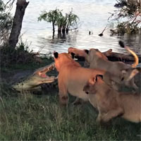 Cả gan xông lên bờ cướp mồi, cá sấu bị 5 con sư tử quây lại đánh hội đồng