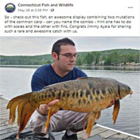 Thanh niên Mỹ bắt được con cá chép: Dân tình nói không phải, chuyên gia bối rối