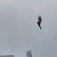 Đại bàng lơ lửng giữa bầu trời như bị 