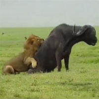 Sư tử đực ra tay đoạt mạng trâu rừng 800kg giúp bạn tình
