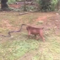 Video: Chó Pitbull tử chiến kinh hoàng với rắn hổ mang chúa