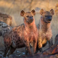 Thực tế đã chứng minh, sư tử và linh cẩu đốm hoàn toàn có thể biến voi thành con mồi