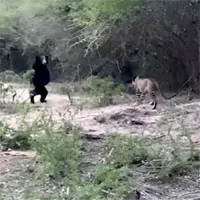 Video: Gấu đen "ra oai" hù dọa báo hoa mai và cái kết bất ngờ