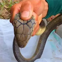How to tell the king cobra, the common cobra and the oriental rat snake apart
