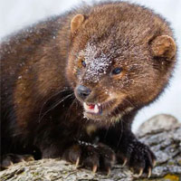 Chồn Pekan - Nhìn giống như một con chuột nhưng lại có thể hạ sát được cả linh miêu Bắc Mỹ