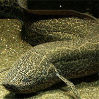 Chiếc kén kháng khuẩn giúp cá phổi 