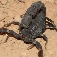 “Dịch bệnh bọ cạp” nguy hiểm khiến hàng trăm người nhập viện ở Ai Cập